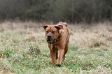 TOSA INU 535